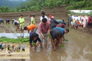 इच्छाकामनामा पनि मनाइयो धान दिवस