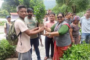इच्छाकामना गाउँपालिकाद्धारा अनुदानमा सुन्तलाको बिरुवा वितरण