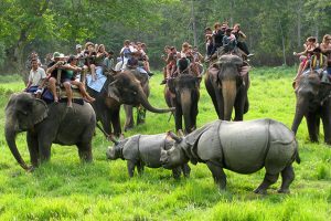 चितवन राष्ट्रिय निकुञ्जमा एक वर्षमा तीन लाखभन्दा बढि पर्यटकले गरे अवलोकन